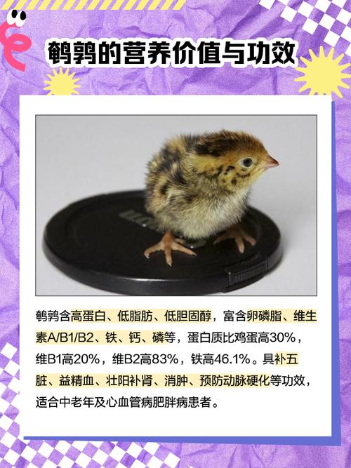 梦见鹌鹑的象征意义心理解析与生活启示