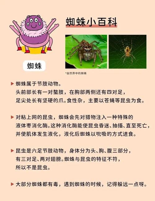 梦见蜘蛛的8种心理解析专家揭秘背后深意 梦见蜘蛛的8种心理解析专家揭秘背后深意