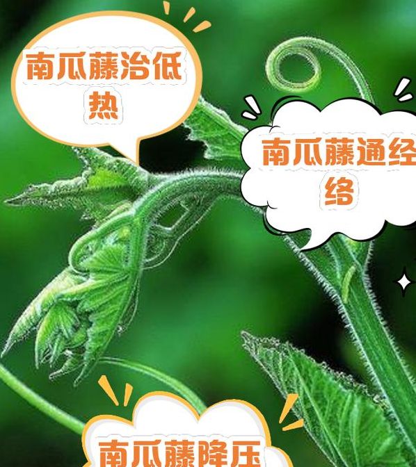 梦见瓜藤预示哪些？解密心灵成长的独特暗示