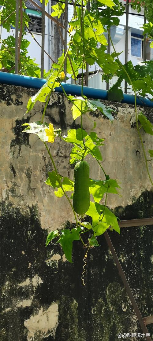 梦见瓜藤预示哪些？解密心灵成长的独特暗示