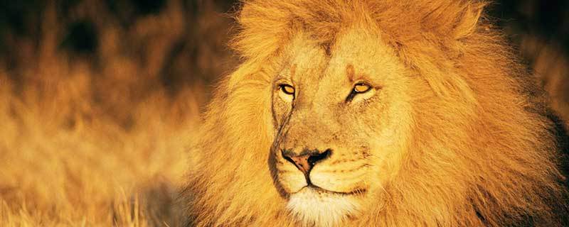 梦见狮子吼叫心理解析与高效应对法