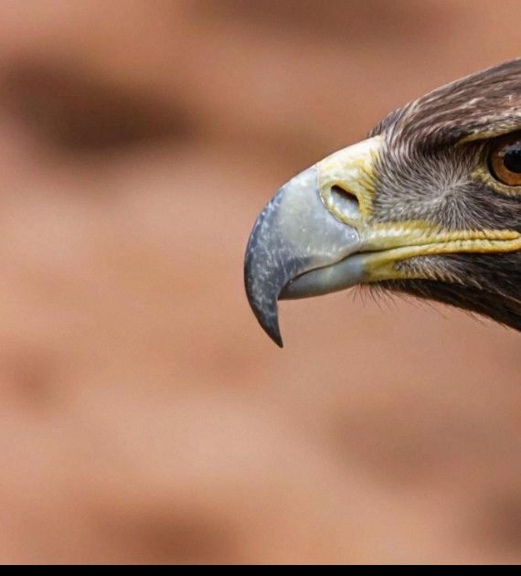 腾讯混元图像2.0：实时生成超写实画质，能否颠覆游戏体验？