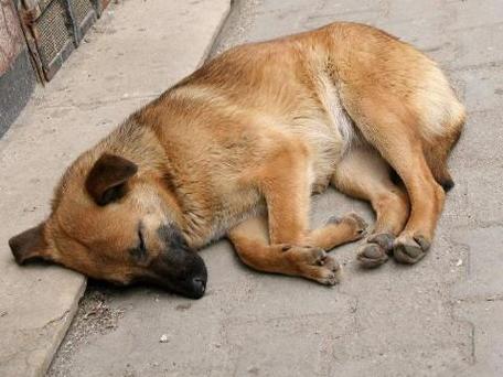 梦见杀狗的心理寓意是哪些?如何解读梦境带来的影响? 梦见杀狗的心理寓意是哪些?如何解读梦境带来的影响?