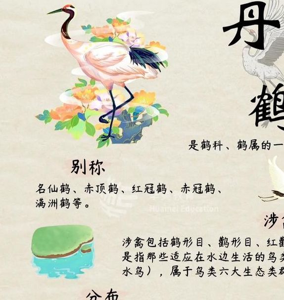 梦见丹顶鹤象征意义 vs 心理解读了解梦境背后的内涵