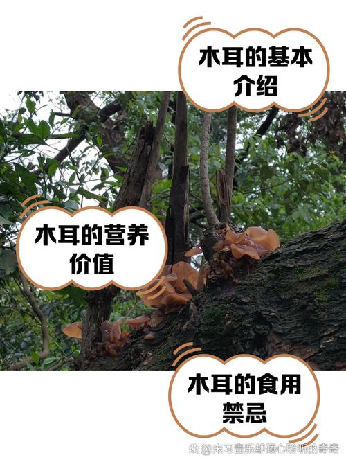 梦见木耳的深层含义解析传统文化与寓意