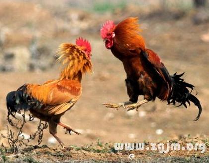 梦见被公鸡追揭秘原因与高效解决方案分析