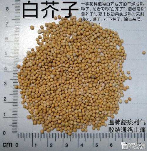 解读梦见芥子的3个深层含义专家观点与实用建议