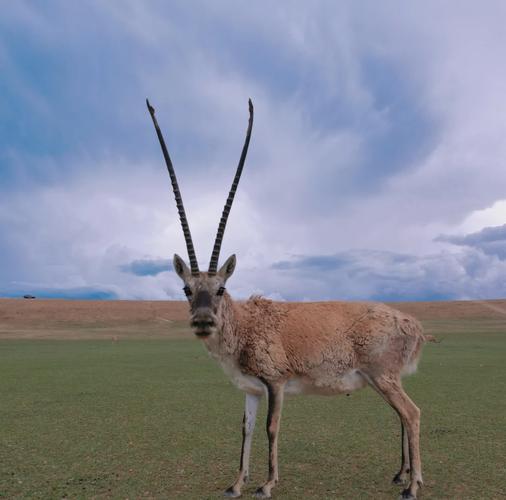 梦见藏羚羊象征意义深度解析解锁心灵成长的秘密