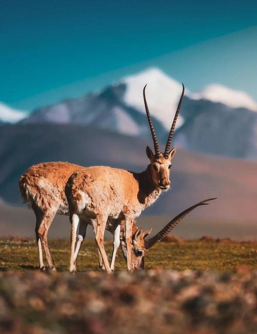 梦见藏羚羊象征意义深度解析解锁心灵成长的秘密