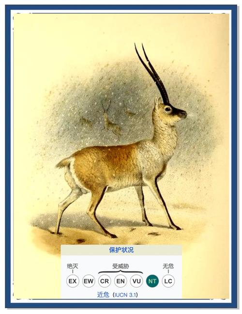 梦见藏羚羊象征意义深度解析解锁心灵成长的秘密