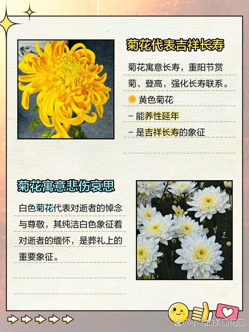 梦见菊花预示着哪些？揭示隐藏的心理暗示与生活启示