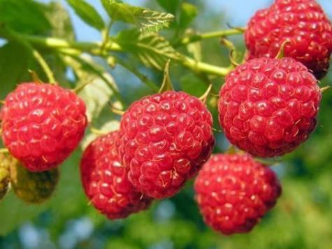 梦见木莓的5个象征意义及其心理解读