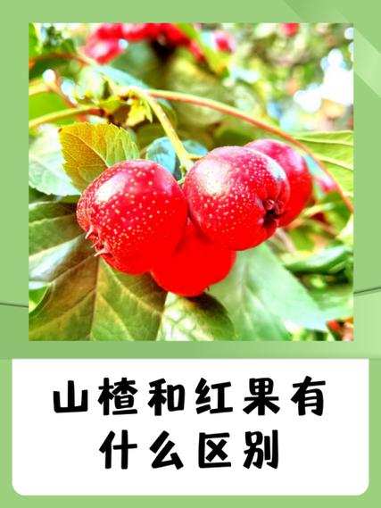 梦见山楂象征哪些潜意识信号？解读梦境的深层含义