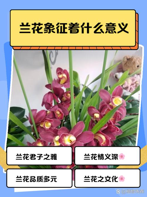 解读梦境兰花发芽的5个灵感与象征意义