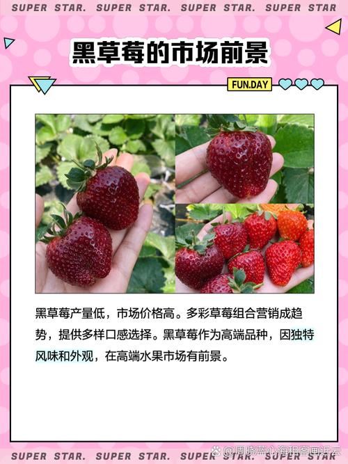 梦见黑草莓象征哪些？解读内心深处的隐藏信号