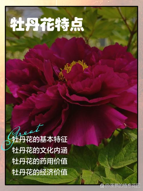 解读梦见8种牡丹开花内涵权威解析与心理启示