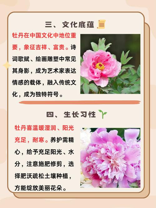 解读梦见8种牡丹开花内涵权威解析与心理启示