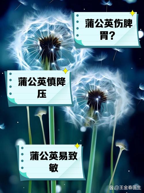 解读梦见蒲公英的深意揭示其背后隐藏的三大寓意