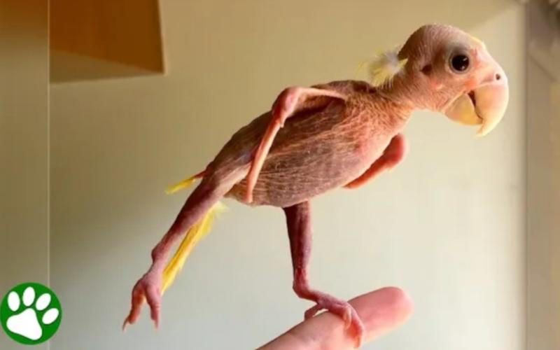 解析梦见无毛鸟5个细节解密心理象征与潜在启示