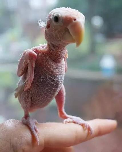 解析梦见无毛鸟5个细节解密心理象征与潜在启示