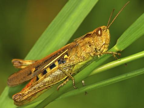 梦见蚱蜢预示着哪些?深度解析心理与生活影响,为人生增添启示! 梦见蚱蜢预示着哪些?深度解析心理与生活影响,为人生增添启示!