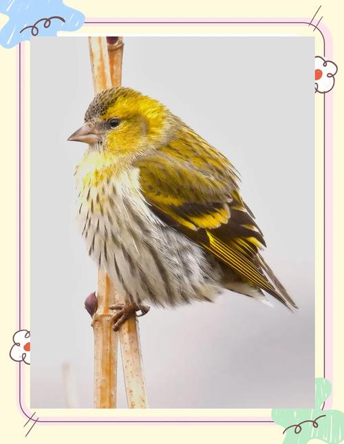 梦见黄雀的深意解析风水解梦与心理暗示对比 梦见黄雀的深意解析风水解梦与心理暗示对比