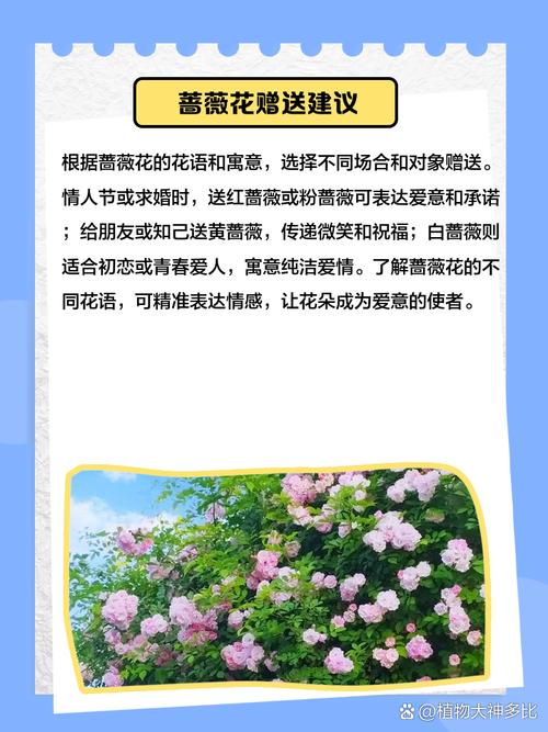 梦见蔷薇解析爱情寓意与人生启示的对比分析