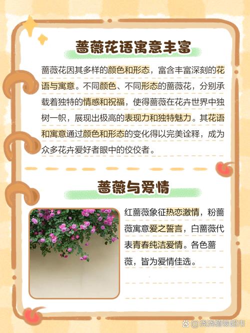 梦见蔷薇解析爱情寓意与人生启示的对比分析