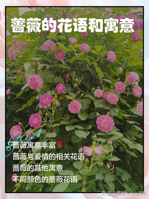 梦见蔷薇解析爱情寓意与人生启示的对比分析