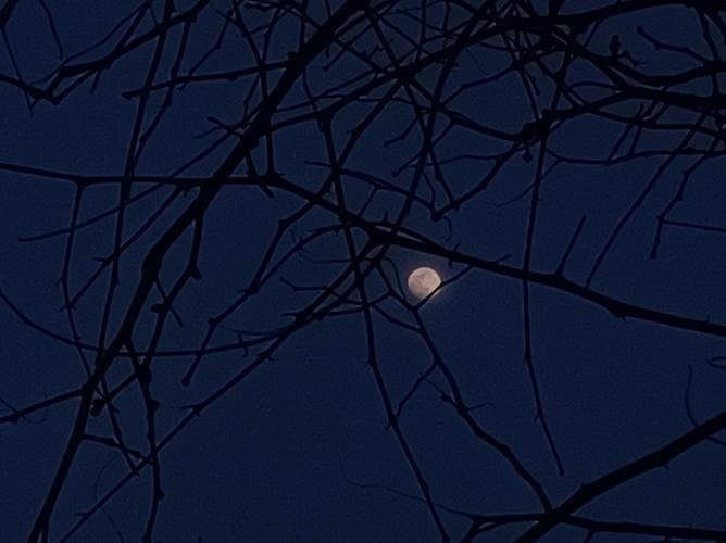 梦见月亮挂在树梢解读5个必知的心理象征 梦见月亮挂在树梢解读5个必知的心理象征