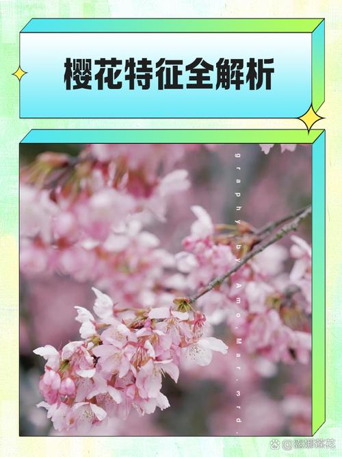 梦见樱花寓意解读揭示心灵成长的高效策略 梦见樱花寓意解读揭示心灵成长的高效策略