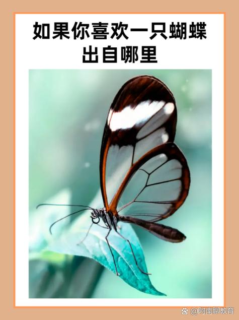 梦见追捕蝴蝶意味着哪些？解析梦境提升生活幸福感