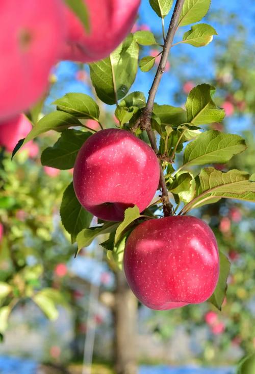 梦见苹果树寓意解析深度分析象征及心理暗示