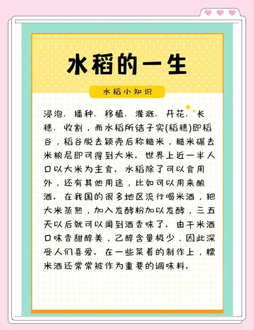 梦见水稻含义解读梦境暗示与现实财富的对比