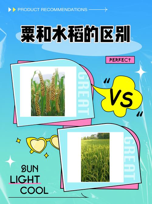 梦见水稻含义解读梦境暗示与现实财富的对比