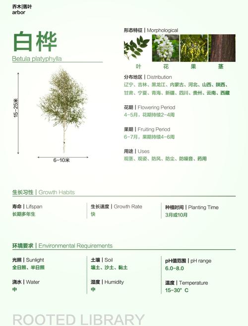 梦见桦树的7个象征意义及其心理解读