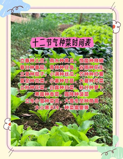 梦见种菜暗示哪些心理变化？深度解析！