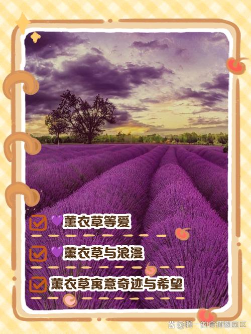 梦见薰衣草预示哪些？情感与宁静的高效解读方案