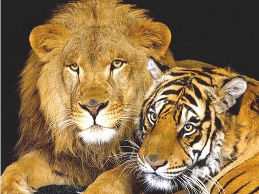 梦见狮子老虎解梦解析及5大心理暗示分析