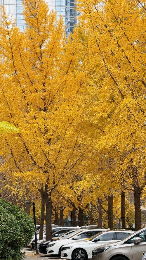 梦见银杏树的深层寓意如何解读梦境中的人生启示