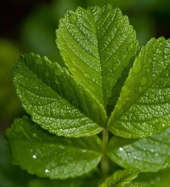 梦见绿色衣服的深层寓意解析，用户探索内心和平与活力！