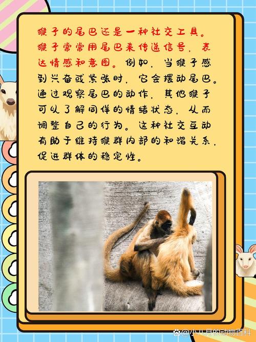 梦见无尾猿猴意味着哪些？揭示背后的心理暗示与生活启示