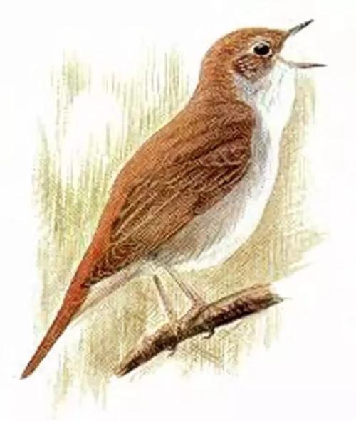 梦见夜莺预示哪些？解读梦境背后的深层含义是哪些？