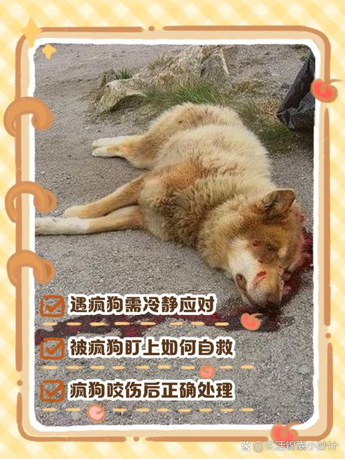 解梦梦见疯狗背后的隐藏寓意，竟与你的生活息息相关？