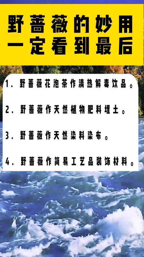 梦见野蔷薇的神秘象征，解析潜意识中的温柔呼唤与人生启迪！