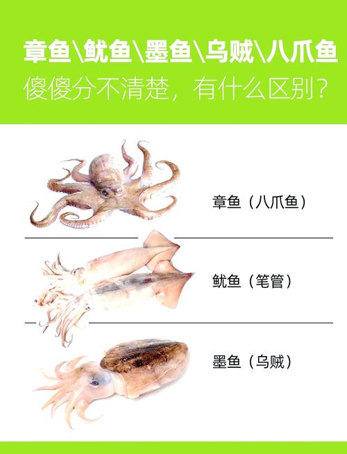 梦见鱿鱼意味着哪些？解析其象征意义及心理启示