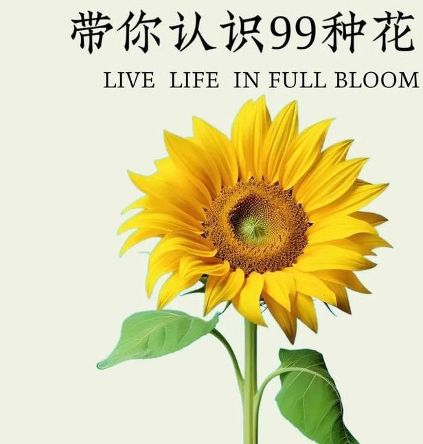 梦见向日葵开花有哪些启示?解读背后隐藏的意义 梦见向日葵开花有哪些启示?解读背后隐藏的意义