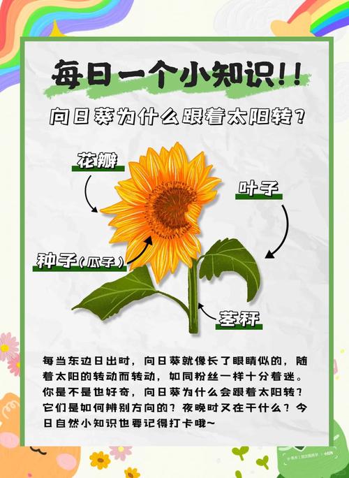 梦见向日葵开花有哪些启示?解读背后隐藏的意义 梦见向日葵开花有哪些启示?解读背后隐藏的意义