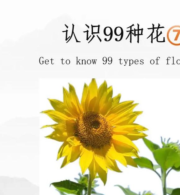 梦见向日葵开花有哪些启示?解读背后隐藏的意义 梦见向日葵开花有哪些启示?解读背后隐藏的意义