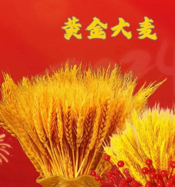 梦见大麦意味着哪些？揭示运势暗示与财富密码！